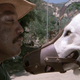 Image for article titled Killer dogs: Cujo, Dogs, White Dog